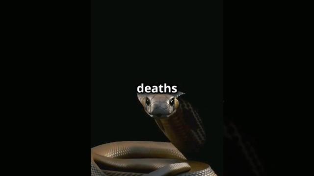 Can you outrun a black mamba? Can you outrun a black mamba?