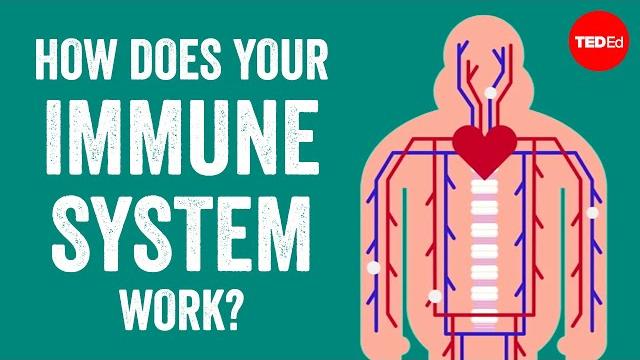 How does your immune system work? - emma bryce How does your immune system work? - emma bryce