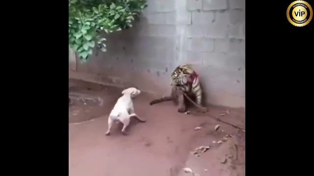 Tiger attack dog Tiger attack dog