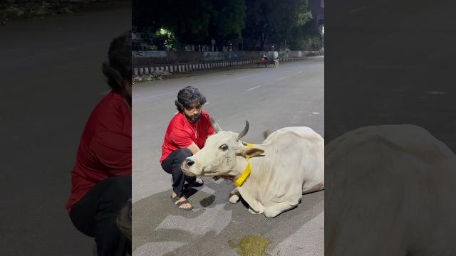 Late night #gaumata ko reflector belt pehnaya taki accident na ho #harharmahadev #nandi #gau #hindu Late night #gaumata ko reflector belt pehnaya taki accident na ho #harharmahadev #nandi #gau #hindu