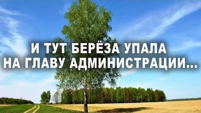 И тут берёза упала на главу администрации... И тут берёза упала на главу администрации...