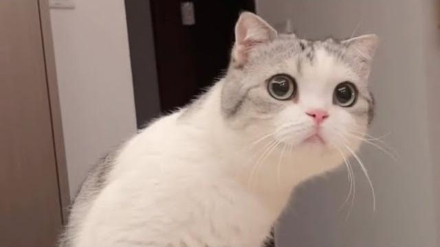 Omg super cute cat. lovely cat ever. xmas Omg super cute cat. lovely cat ever. xmas