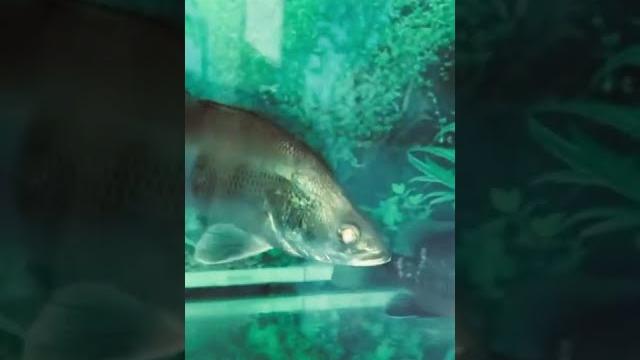 Magrove jack vs baramundi Magrove jack vs baramundi