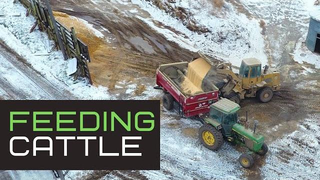 How to feed 1,000 head of cattle How to feed 1,000 head of cattle