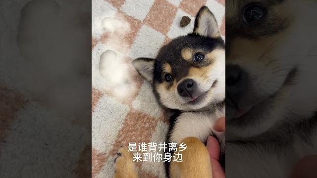 怎么会有这么心机的小狗呀?犯错之后会撒娇 #柴犬 #豆柴 #抖音 #柴犬可愛い 怎么会有这么心机的小狗呀?犯错之后会撒娇 #柴犬 #豆柴 #抖音 #柴犬可愛い