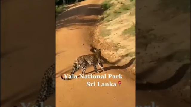 #yala national park #sri lanka #yala national park #sri lanka