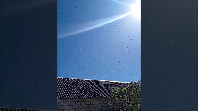 Возвращение роя пчёл. Возвращение роя пчёл.