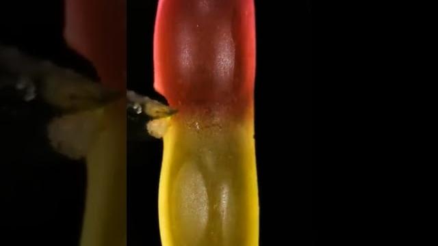 Gummy worm cutting #tiktok #tiktok #viral #video #trending #youtube #supercars #asmr #jok #jokes Gummy worm cutting #tiktok #tiktok #viral #video #trending #youtube #supercars #asmr #jok #jokes
