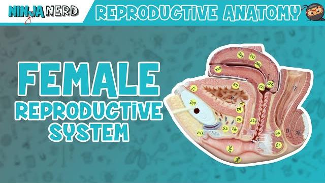 Anatomy of female reproductive system | model Anatomy of female reproductive system | model