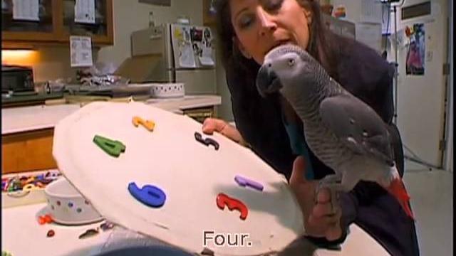 Pathways - chapter 2 - alex the parrot Pathways - chapter 2 - alex the parrot