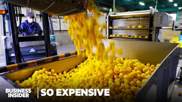 Japan harvests 27,000 tons of yuzu. so why can't the us import it? | so expensive | business insider Japan harvests 27,000 tons of yuzu. so why can't the us import it? | so expensive | business insider