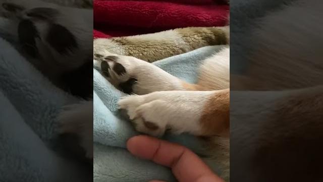 Tickling corgi paw Tickling corgi paw