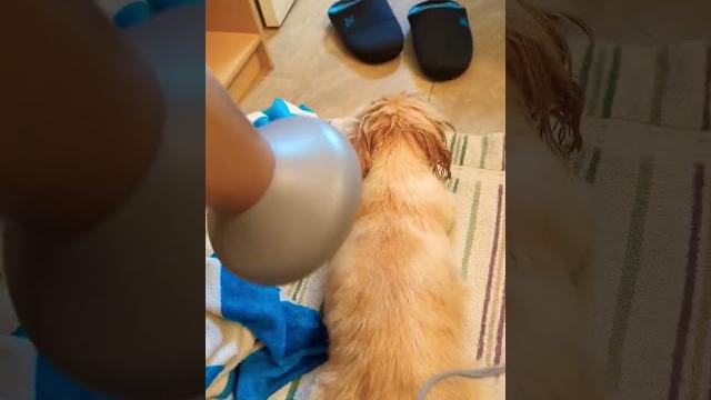 Pekingese takes a bath #pekingese #shorts Pekingese takes a bath #pekingese #shorts