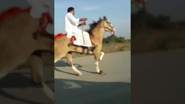 Sindhi horse savar kavraj singh sodha Sindhi horse savar kavraj singh sodha
