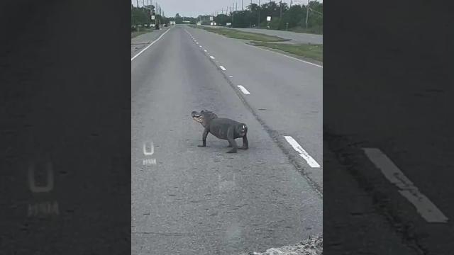 Lost his tail Lost his tail
