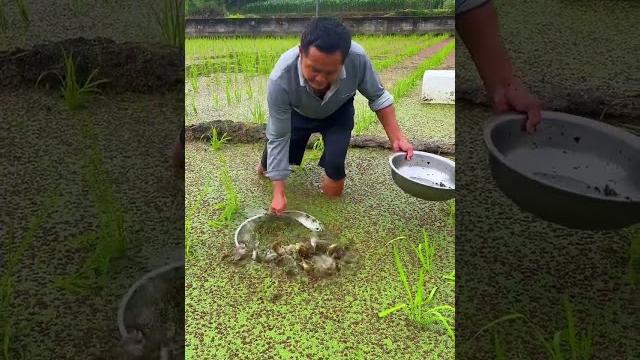 There are so many loaches in this place #rurallife #outdoors #fishtrip #xiaomei #fishingfun There are so many loaches in this place #rurallife #outdoors #fishtrip #xiaomei #fishingfun