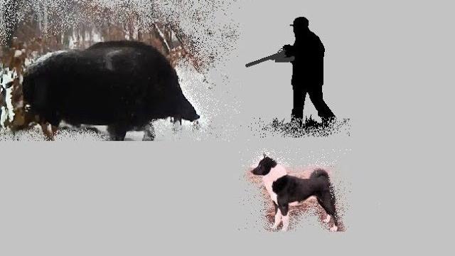About boar hunting About boar hunting