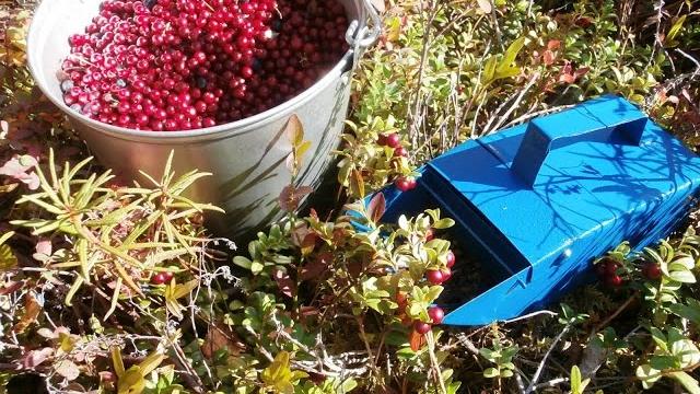 Сбор разных ягод одним комбайном Сбор разных ягод одним комбайном