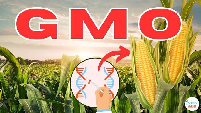 What are gmos (genetically modified organisms)? What are gmos (genetically modified organisms)?