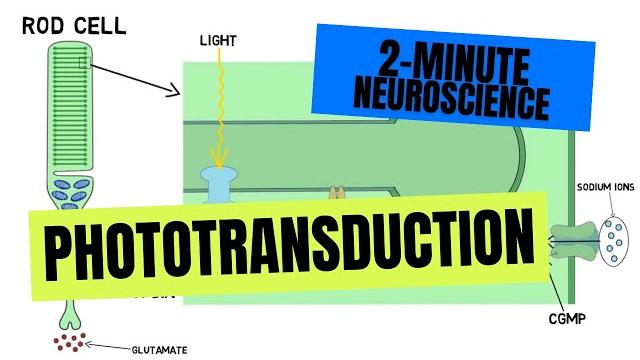 2-minute neuroscience: phototransduction 2-minute neuroscience: phototransduction