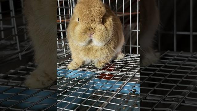 8 远大兔舍 纯种侏儒兔 #快手宠物天团 #感谢官方大大让我上一次热门 8 远大兔舍 纯种侏儒兔 #快手宠物天团 #感谢官方大大让我上一次热门