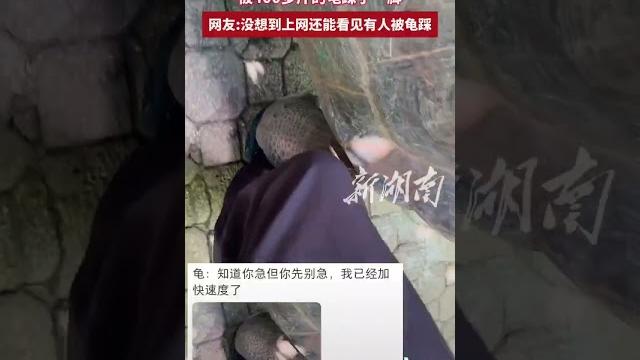 被400多斤的龜踩了壹腳 網友:沒想到上網還能看見有人被龜踩 被400多斤的龜踩了壹腳 網友:沒想到上網還能看見有人被龜踩