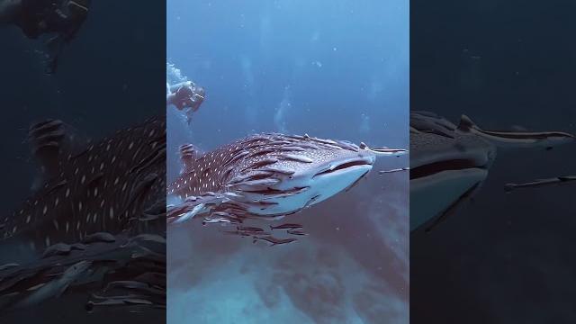 Remora fish go for ride on whale shark! Remora fish go for ride on whale shark!