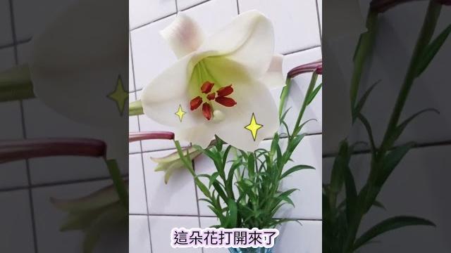 野百合的春天|taiwan lily|芳香高雅 野百合的春天|taiwan lily|芳香高雅