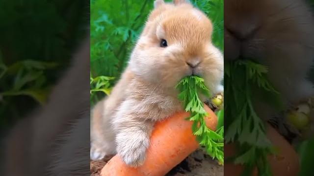 Cute bunny eating carrot ||please subscribe Cute bunny eating carrot ||please subscribe