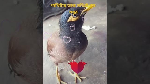 Salik pakhi Salik pakhi