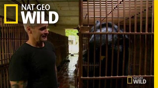 Bear bile farm | animal underworld Bear bile farm | animal underworld