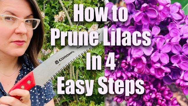 How to prune lilacs in 4 easy steps How to prune lilacs in 4 easy steps