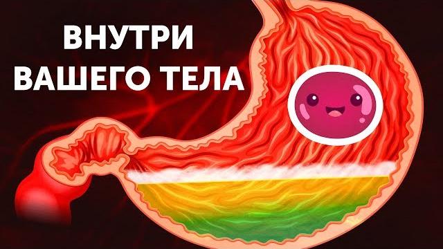 Путешествие по вашему телу Путешествие по вашему телу