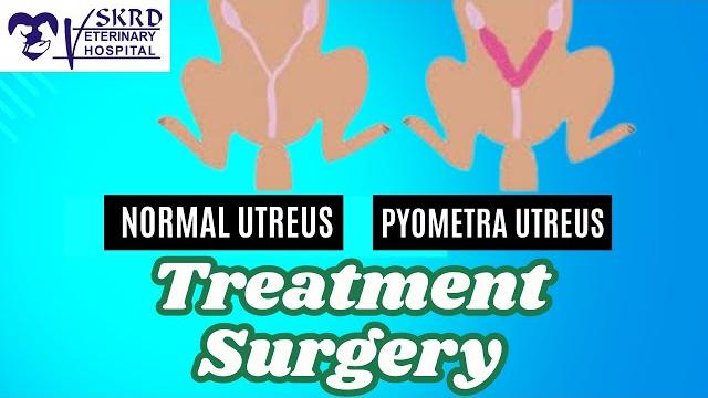 #93 pyometra uterus infection in dog - treatment surgery | uterus mein pus | home remedy ? #skrdvet #93 pyometra uterus infection in dog - treatment surgery | uterus mein pus | home remedy ? #skrdvet