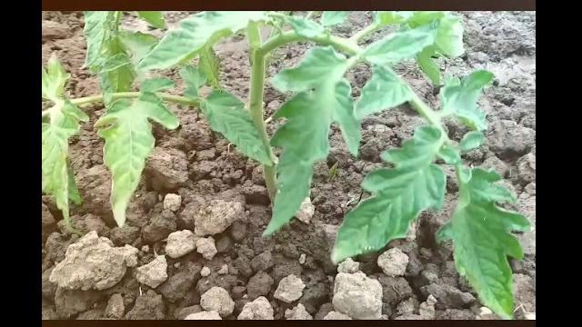Томаты в балагане этап 2!!!!! Томаты в балагане этап 2!!!!!