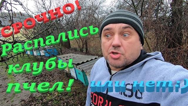 Пасека на улице смотрю в каком состоянии пчелы в декабре +5 градусов, распались ли клубы! Пасека на улице смотрю в каком состоянии пчелы в декабре +5 градусов, распались ли клубы!