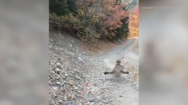 Viral video shows cougar stalking utah hiker in terrifying 6-minute encounter - full video | abc7 Viral video shows cougar stalking utah hiker in terrifying 6-minute encounter - full video | abc7