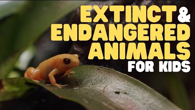 Extinct and endangered animals for kids | what we can do to protect endangered species Extinct and endangered animals for kids | what we can do to protect endangered species
