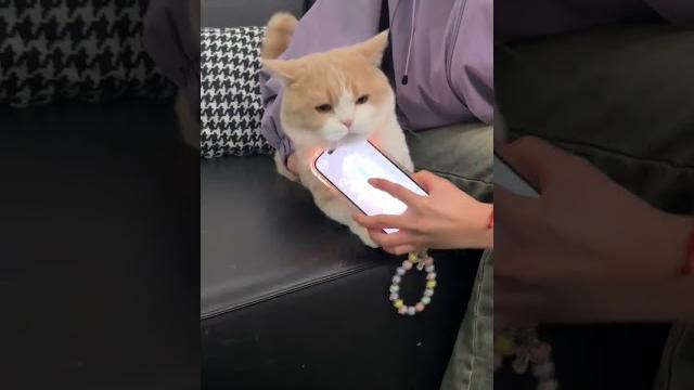 马达:你电吧,我是不会招的! #小奶猫的成长日记 #记录猫咪日常 #心思全写在脸上的猫 #小样我还治不了你 #奶凶奶凶的 马达:你电吧,我是不会招的! #小奶猫的成长日记 #记录猫咪日常 #心思全写在脸上的猫 #小样我还治不了你 #奶凶奶凶的