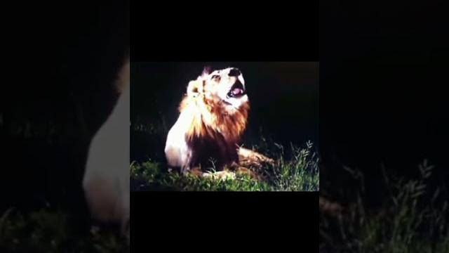 Mr t is very sad after death of his brother kinky tail| #love #sad #mapogo mapogo lions Mr t is very sad after death of his brother kinky tail| #love #sad #mapogo mapogo lions