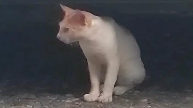 Kucing dan suara cat Kucing dan suara cat