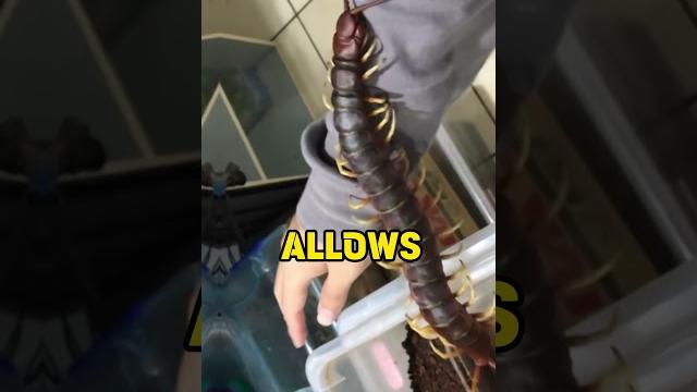 Venomous giant centepede as a favourite pet Venomous giant centepede as a favourite pet