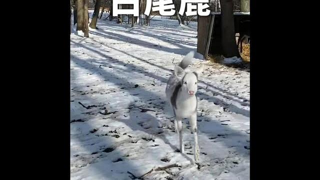 狗裡狗氣的小鹿你見過嗎! #鹿 #白尾鹿#動物解說 狗裡狗氣的小鹿你見過嗎! #鹿 #白尾鹿#動物解說