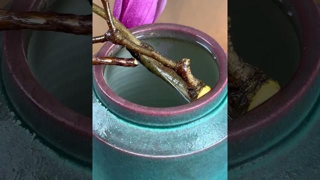 净若清荷尘不染,色如白云美若仙。 净若清荷尘不染,色如白云美若仙。