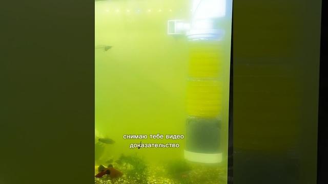 Мутная зеленая вода в аквариуме! Мутная зеленая вода в аквариуме!
