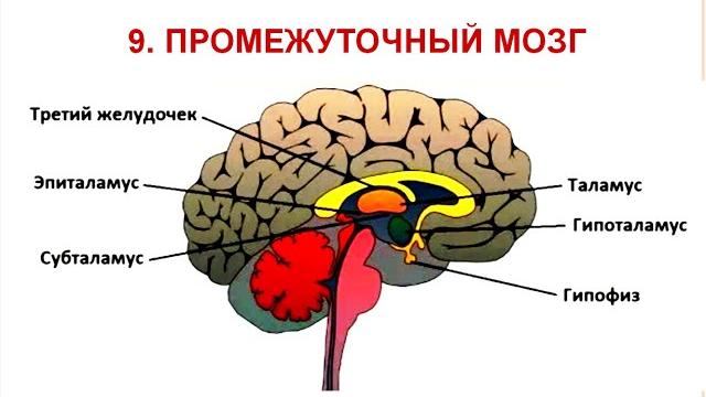 Промежуточный мозг_лекция 9 Промежуточный мозг_лекция 9