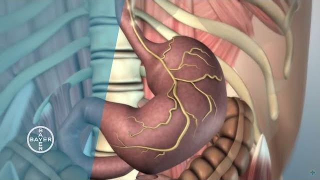How does the stomach function? How does the stomach function?