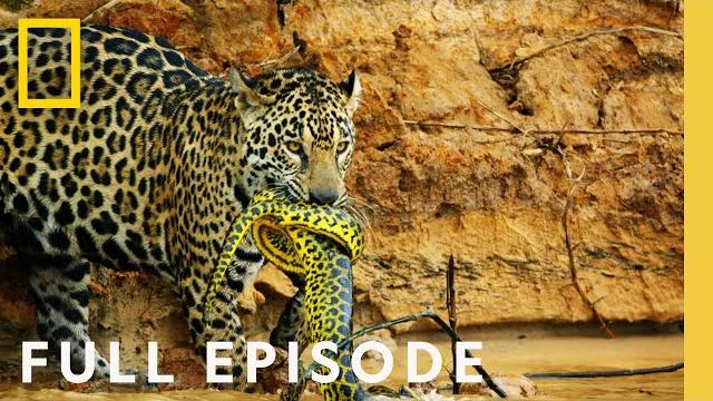 Jungles: survival of the fittest (full episode) | hostile planet Jungles: survival of the fittest (full episode) | hostile planet
