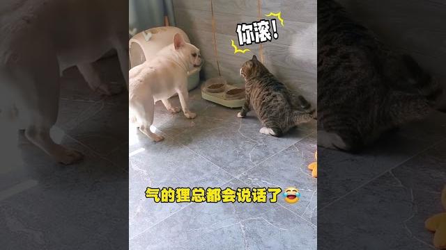 笑不活了~狸花猫简直就是猫中“丧彪 #搞笑 #shorts 笑不活了~狸花猫简直就是猫中“丧彪 #搞笑 #shorts
