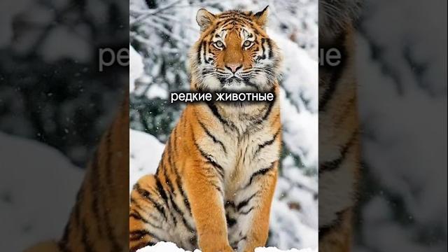 Самые редкие животные в мире #тигры #животные #animals #природа #stampcollection #лев #зоопарк Самые редкие животные в мире #тигры #животные #animals #природа #stampcollection #лев #зоопарк
